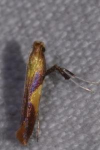 <i>Caloptilia robustella</i>