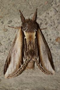 <i>Pheosia tremula</i>