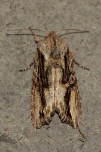 <i>Egira conspicillaris</i>