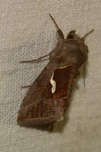 <i>Macdunnoughia confusa</i>