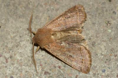 <i>Orthosia cerasi</i>
