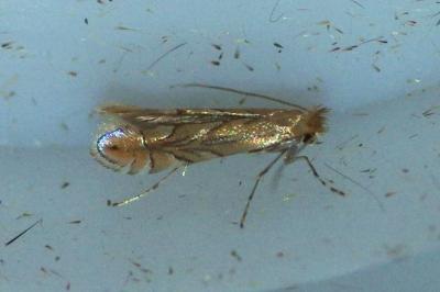 Phyllonorycter messaniella