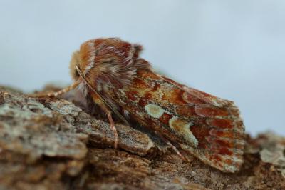 <i>Panolis flammea</i>