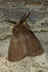 <i>Diaphora mendica</i>