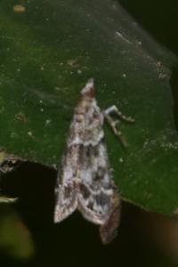 <i>Eudonia lacustrata</i>