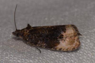<i>Hedya ochroleucana</i>