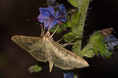 <i>Patania ruralis</i>