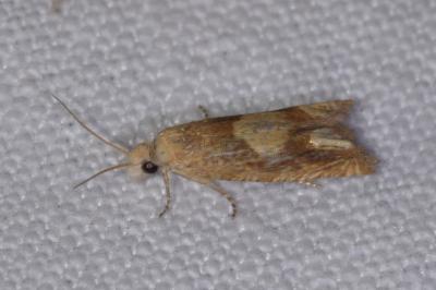 <i>Eucosma conterminana</i>