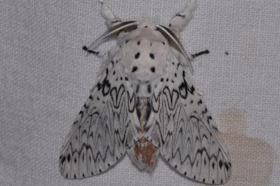 <i>Cerura erminea</i>