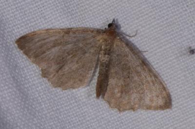 <i>Philereme vetulata</i>