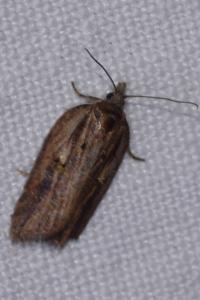 <i>Acleris hastiana</i>
