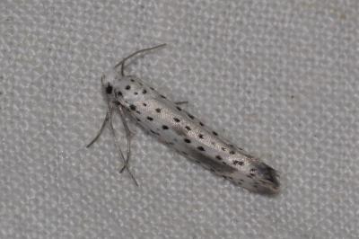 <i>Yponomeuta irrorella</i>