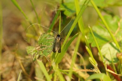 <i>Adela reaumurella</i>