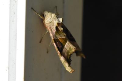 <i>Phlogophora meticulosa</i>
