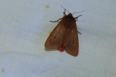 <i>Phragmatobia fuliginosa</i>