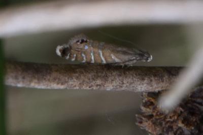 <i>Glyphipterix thrasonella</i>