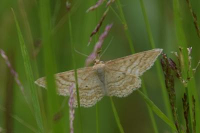 <i>Idaea macilentaria</i>