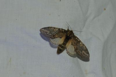 <i>Peridea anceps</i>