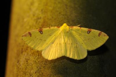 <i>Opisthograptis luteolata</i>