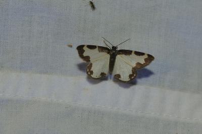 <i>Lomaspilis marginata</i>