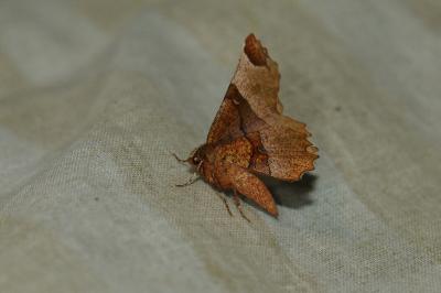 <i>Selenia lunularia</i>