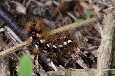 <i>Acronicta rumicis</i>