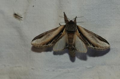 <i>Pheosia tremula</i>