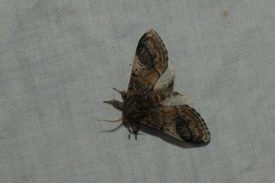 <i>Notodonta tritophus</i>