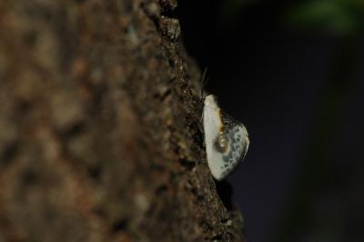 <i>Cilix glaucata</i>