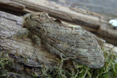 <i>Peridea anceps</i>