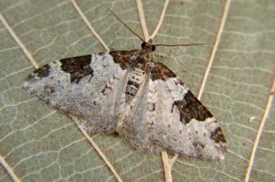 <i>Xanthorhoe fluctuata</i>