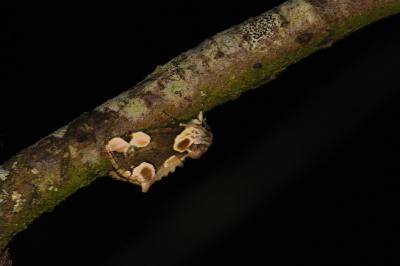 <i>Thyatira batis</i>