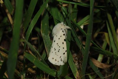 <i>Spilosoma lubricipeda</i>