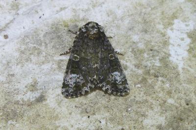 <i>Craniophora ligustri</i>