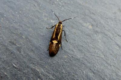 <i>Esperia sulphurella</i>