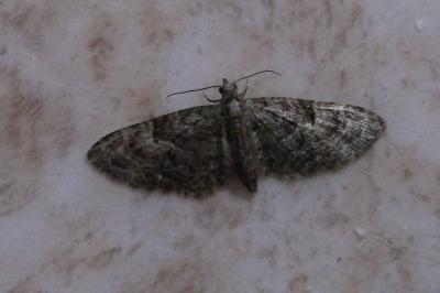 <i>Eupithecia dodoneata</i>