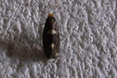 <i>Incurvaria masculella</i>