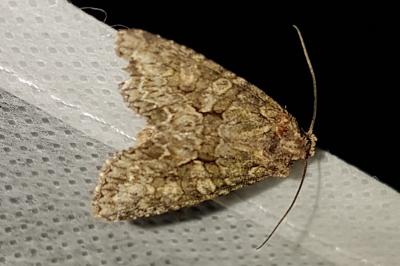 <i>Dryobotodes eremita</i>