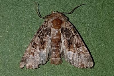 <i>Mesapamea secalella/secalis</i>