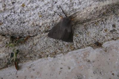 <i>Diaphora mendica</i>