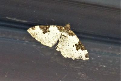 <i>Xanthorhoe fluctuata</i>