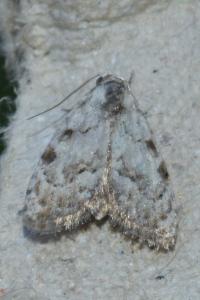 <i>Nola confusalis</i>