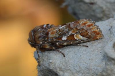 <i>Panolis flammea</i>