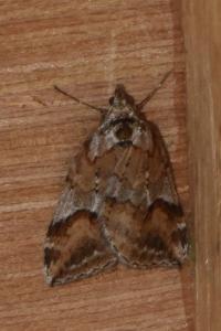 <i>Chesias rufata</i>