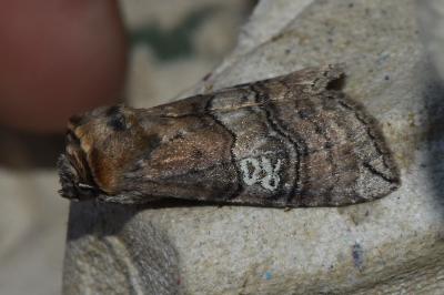 <i>Tethea ocularis</i>