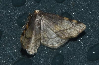 <i>Stegania trimaculata</i>
