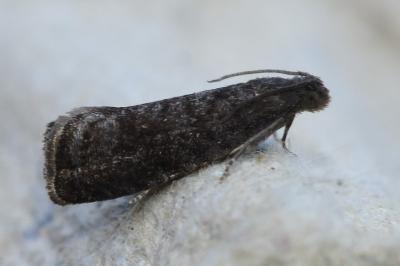 <i>Pammene</i>