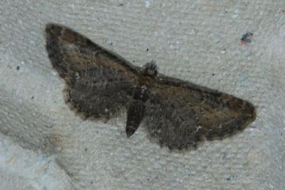 <i>Eupithecia vulgata</i>