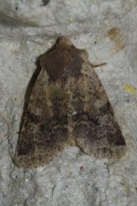 <i>Spudaea ruticilla</i>