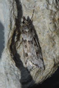 <i>Eudonia angustea</i>